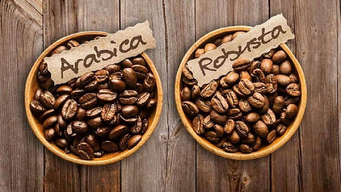 ARABICA VS ROBUSTA COFFEE – 11 KEY DIFFERENCES